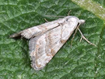 Nola subchlamydula Stgr adulte - �Philippe Mothiron