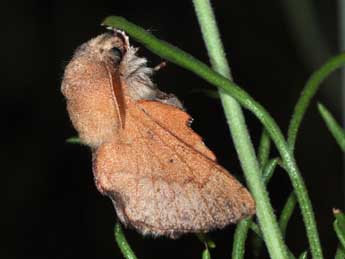 Phyllodesma suberifolia Dup. adulte - �Philippe Mothiron