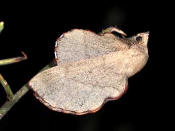 Phyllodesma suberifolia Dup. adulte - �Philippe Mothiron