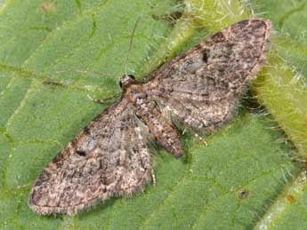 Eupithecia subfuscata Hw. adulte - �Philippe Mothiron