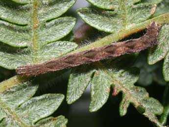  Chenille de Eupithecia subfuscata Hw. - �Philippe Mothiron