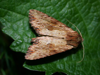 Apamea sublustris Esp. adulte - �Philippe Mothiron