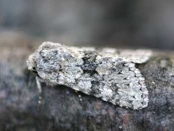 Antitype suda Gey. adulte - �Daniel Morel