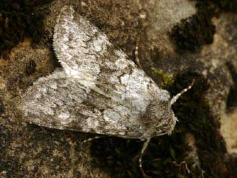 Antitype suda Gey. adulte - �Daniel Morel