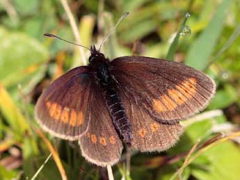 Erebia sudetica Stgr adulte - �Pierre Sengez