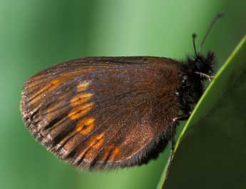 Erebia sudetica Stgr adulte - �Tristan Lafranchis