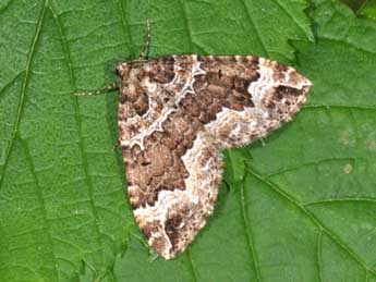 Lampropteryx suffumata D. & S. adulte - �Philippe Mothiron