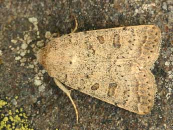 Hoplodrina superstes O. adulte - �Daniel Morel