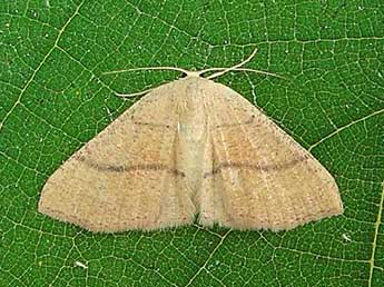 Cyclophora suppunctaria Z. adulte - �J�r�me Albre