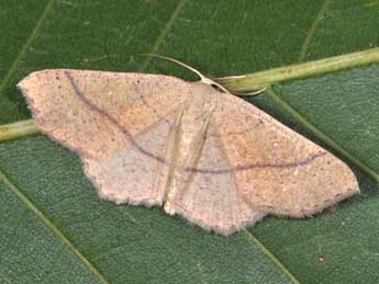 Cyclophora suppunctaria Z. adulte - �Philippe Mothiron
