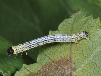  Chenille de Abraxas sylvata Scop. - �Philippe Mothiron