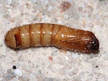  Chrysalide de Triodia sylvina L. - �St�phane Grenier