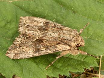 Apamea syriaca Osth. adulte - �Daniel Morel