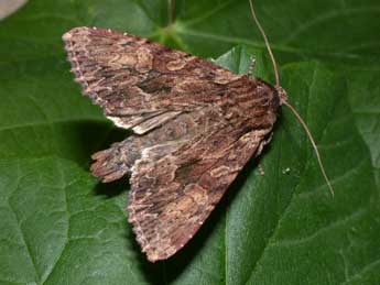 Apamea syriaca Osth. adulte - �Philippe Mothiron