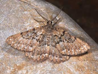 Selidosema taeniolaria Hb. adulte - �Philippe Mothiron