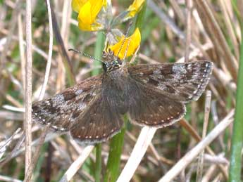 Erynnis tages L. adulte - �Philippe Mothiron