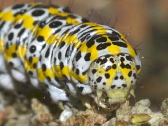  Chenille de Cucullia tanaceti D. & S. - �Lionel Taurand