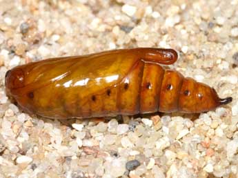  Chrysalide de Cucullia tanaceti D. & S. - �Lionel Taurand