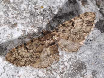 Eupithecia tantillaria Bsdv. adulte - �Philippe Mothiron