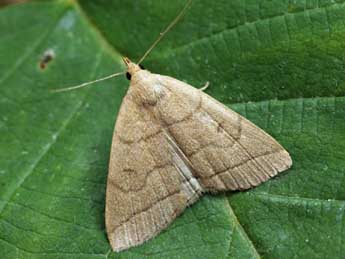 Herminia tarsipennalis Tr. adulte - �Daniel Morel