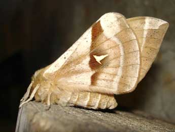 Aglia tau L. adulte - �Jean-Pierre Arnaud