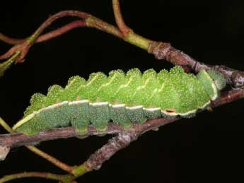  Chenille de Aglia tau L. - �Daniel Morel