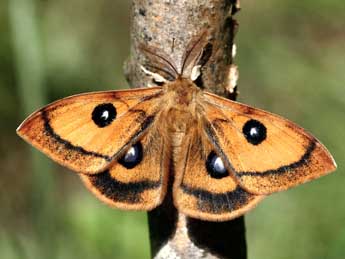 Aglia tau L. adulte - �Daniel Morel