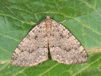 Triphosa tauteli Lrt adulte - �Philippe Mothiron