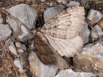 Triphosa tauteli Lrt adulte - �Philippe Mothiron