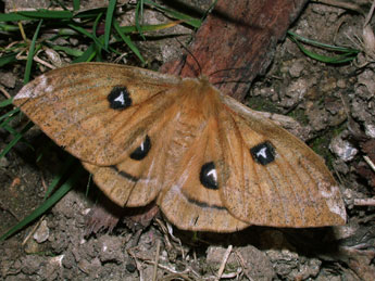 Aglia tau L. adulte - �Philippe Mothiron