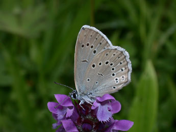 Phengaris teleius Brgstr. adulte - �Philippe Mothiron