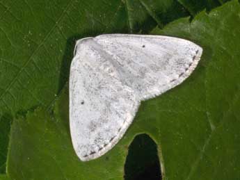 Lomographa temerata D. & S. adulte - �Philippe Mothiron