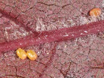  Oeuf de Lomographa temerata D. & S. - �Philippe Mothiron