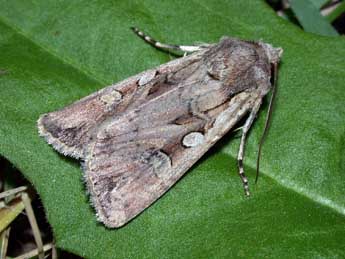 Euxoa temera Hb. adulte - �Philippe Mothiron