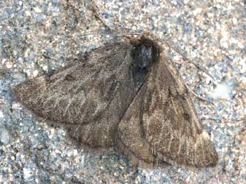 Sciadia tenebraria Esp. adulte - �Daniel Morel