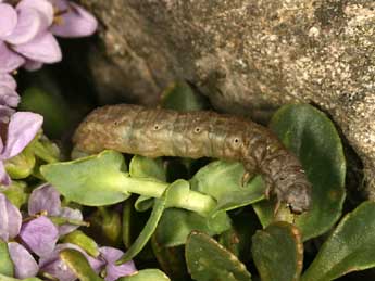  Chenille de Sciadia tenebraria Esp. - �Daniel Morel