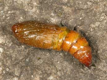  Chrysalide de Sciadia tenebraria Esp. - �Daniel Morel