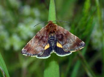 Panemeria tenebrata Scop. adulte - �Philippe Mothiron
