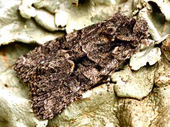 Dryobotodes tenebrosa Esp. adulte - �Daniel Morel