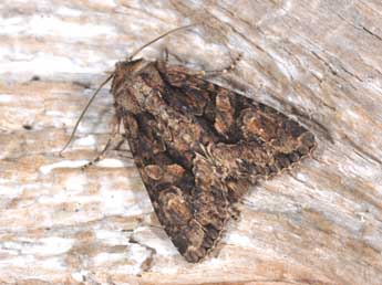 Dryobotodes tenebrosa Esp. adulte - �Philippe Mothiron