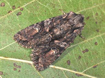 Dryobotodes tenebrosa Esp. adulte - �Philippe Mothiron