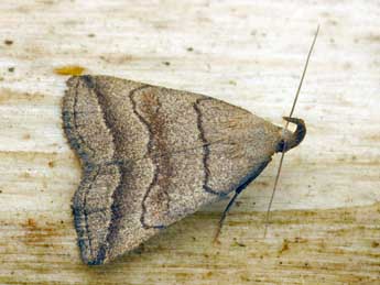 Herminia tenuialis Rbl adulte - �Daniel Morel