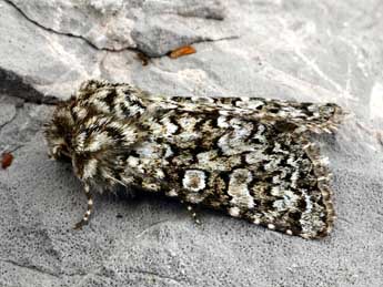 Hadena tephroleuca Bsdv. adulte - �Daniel Morel