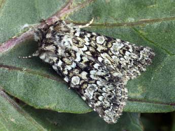 Hadena tephroleuca Bsdv. adulte - �Daniel Morel