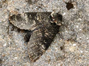 Acossus terebra D. & S. adulte - �Daniel Morel