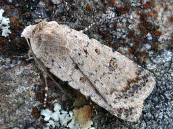 Caradrina clavipalpis Scop. adulte - �Daniel Morel