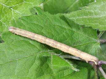  Chenille de Horisme tersata D. & S. - �Philippe Mothiron