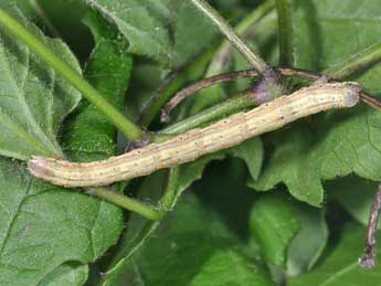  Chenille de Horisme tersata D. & S. - �Philippe Mothiron