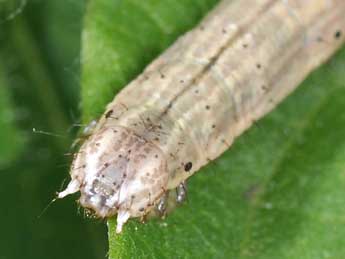  Chenille de Horisme tersata D. & S. - �Philippe Mothiron