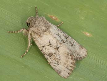 Luperina testacea D. & S. adulte - �Daniel Morel